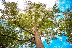 Best Tree Risk Assessment  in Wadena, MN