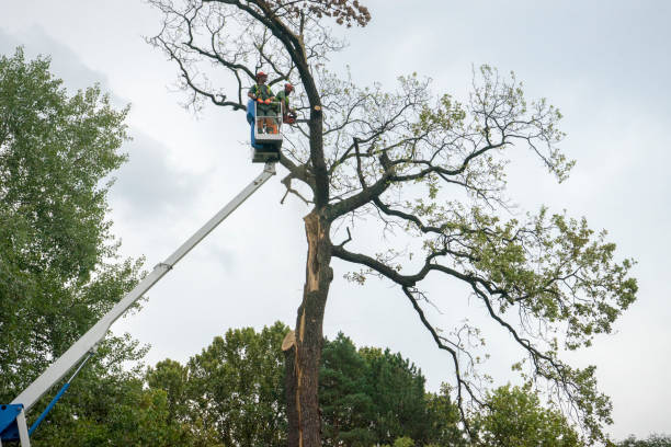 Best Tree Cabling and Bracing  in Wadena, MN