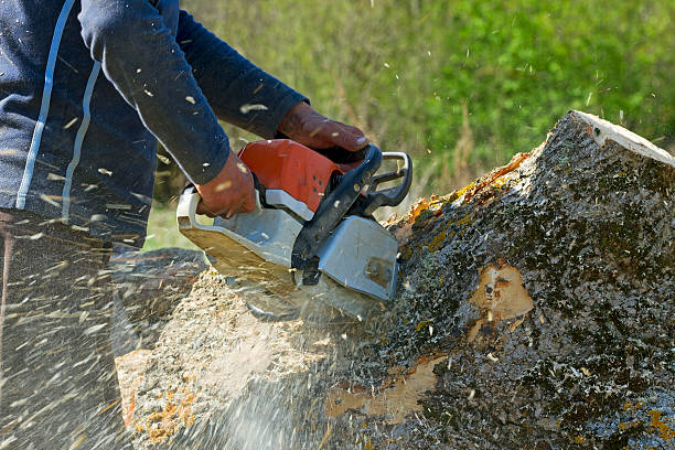 Best Arborist Consultation Services  in Wadena, MN