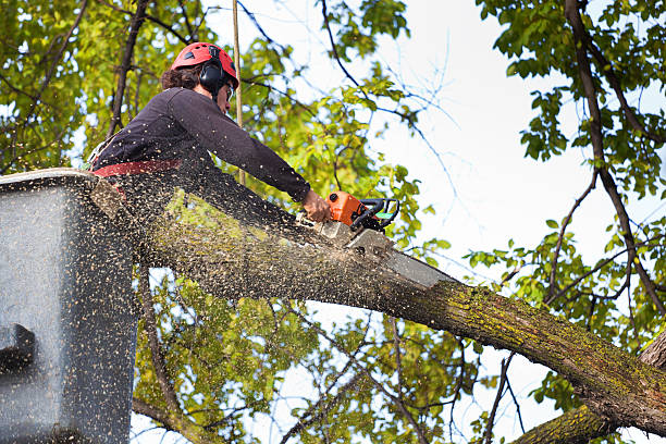 Best Mulching Services  in Wadena, MN