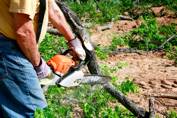 Best Tree Preservation Services  in Wadena, MN